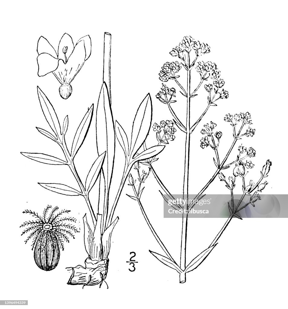 Antique botany plant illustration: Valeriana edulis, Edible Valerian, tobacco root