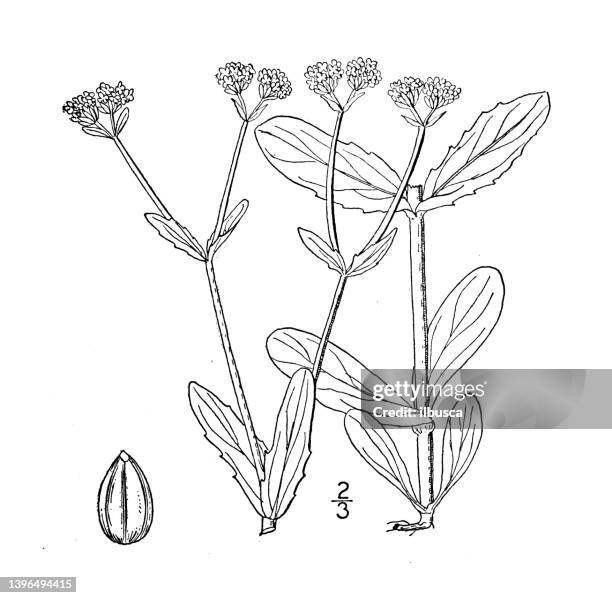 antique botany plant illustration: valerianella stenocarpa, narrow celled corn salad - tapered roots stock illustrations