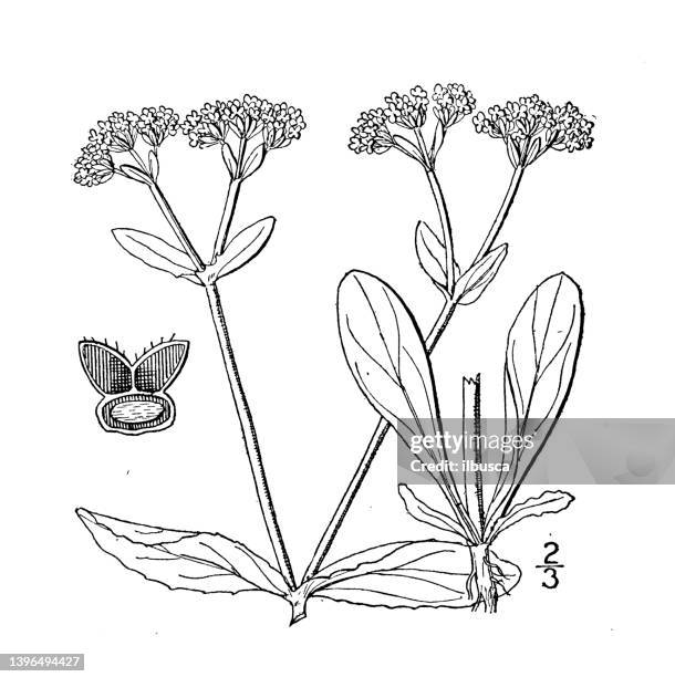 Antique Botany Plant Illustration Valerianella Woodsiana Woods Corn Salad High-Res Vector Graphic