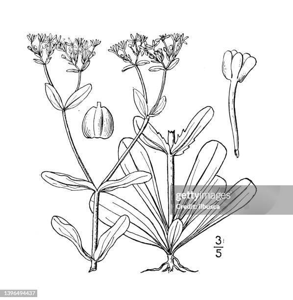 antique botany plant illustration: valerianella longiflora, long flowered corn salad - corn salad stock illustrations