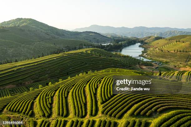 tea garden landscape and reservoir - zuid china stockfoto's en -beelden