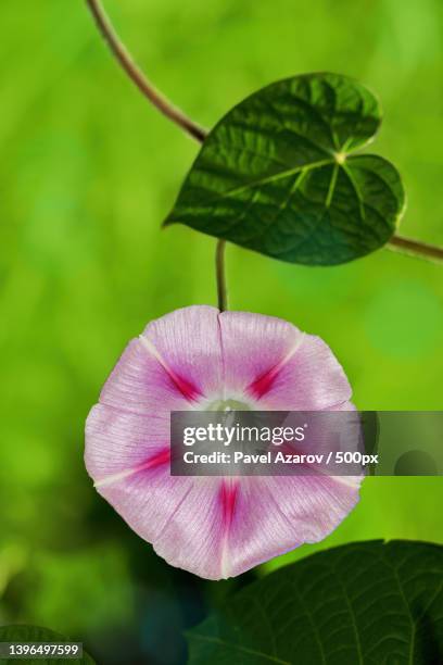 close-up of pink flowering plant - purperwinde stockfoto's en -beelden