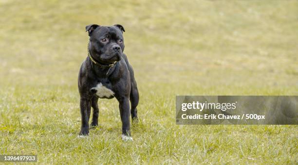 portrait of staffordshire bull terrier standing on field,trondheim,norway - pitbull stock-fotos und bilder