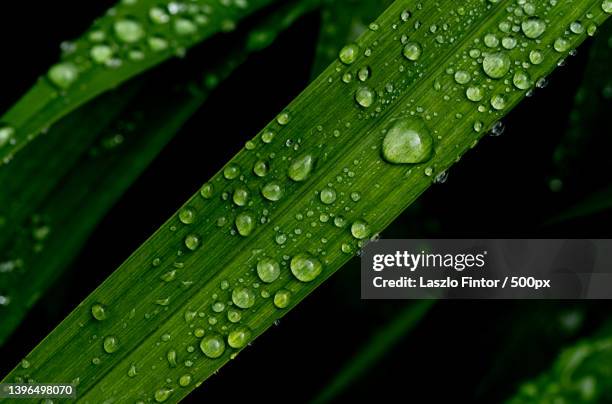 close-up of raindrops on green leaves,united kingdom,uk - blade of grass stock pictures, royalty-free photos & images