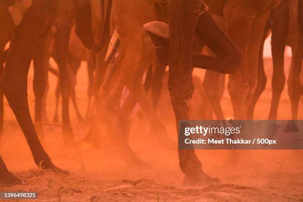 close-up of camel legs in desert during sunset,pushkar,rajasthan,india - animal leg stock pictures, royalty-free photos & images