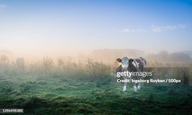 full frame view of two cows grazing on the grassland on foggy field,netherlands - ochtend fotografías e imágenes de stock