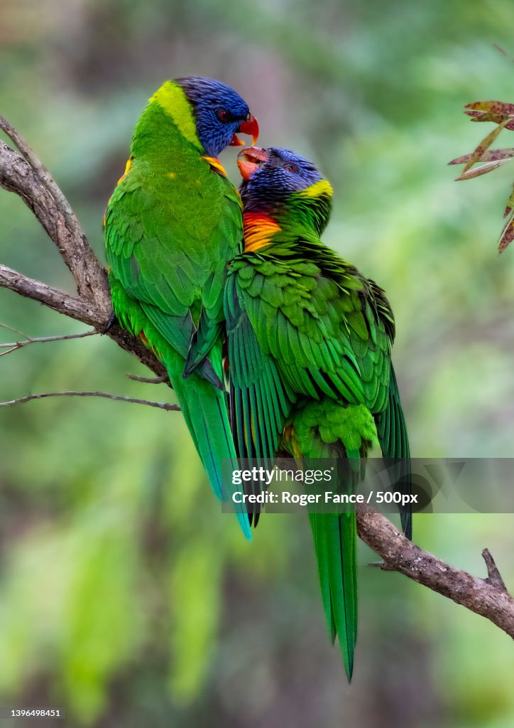 Close-up of parrots perching on branch,Sancrox,New South Wales,Australia
