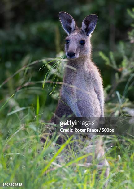 close-up of kangaroo sitting on grassy field,sancrox,new south wales,australia - roger the kangaroo stock-fotos und bilder