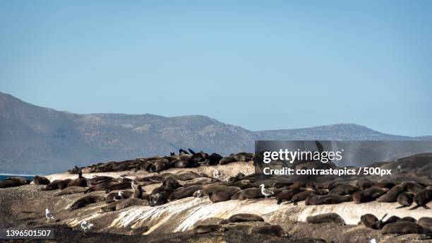 scenic view of rocks on beach against clear sky,cidade do cabo,south africa - cidade do cabo stock-fotos und bilder