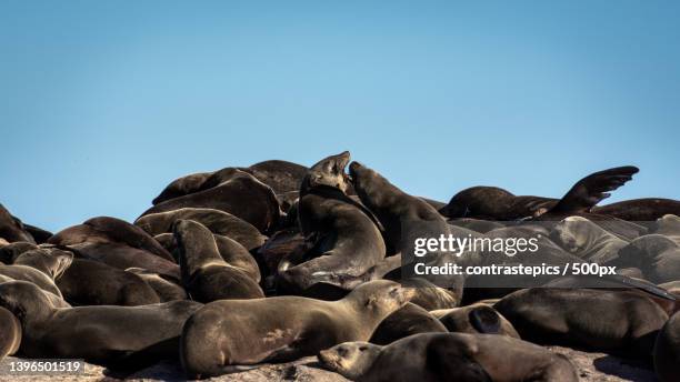 low angle view of rocks against clear blue sky,cidade do cabo,south africa - cidade do cabo stock-fotos und bilder