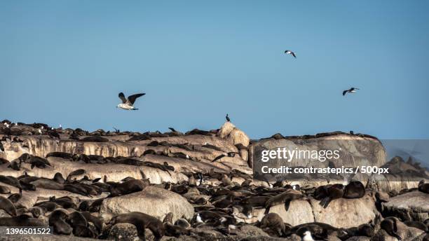 low angle view of birds flying over sea against clear sky,cidade do cabo,south africa - cidade do cabo stock-fotos und bilder