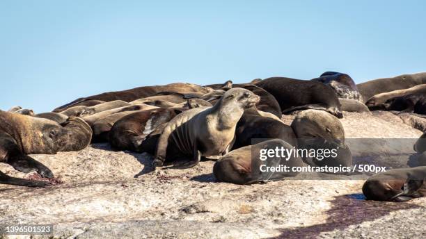 low angle view of rocks on field against clear sky,cidade do cabo,south africa - cidade do cabo stock-fotos und bilder