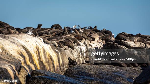 low angle view of rocks against clear blue sky,cidade do cabo,south africa - cidade do cabo stock pictures, royalty-free photos & images