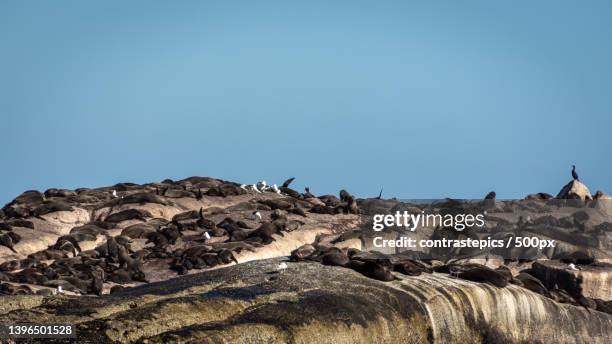 low angle view of rocks against clear blue sky,cidade do cabo,south africa - cidade do cabo 個照片及圖片檔