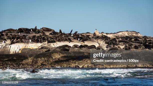 scenic view of sea against clear sky,cidade do cabo,south africa - cidade do cabo stock-fotos und bilder