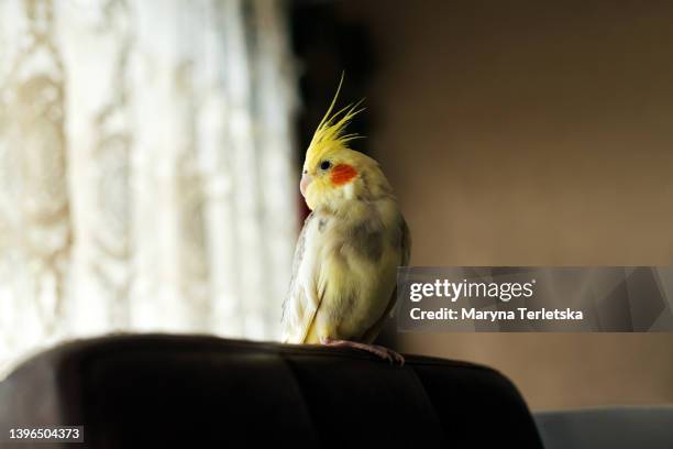 portrait of a cockatiel parrot. feathered pet. pedigree parrot. - oiseau tropical photos et images de collection