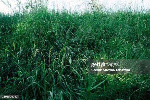 natural background with tall green grass. natural universal background. plant. weed. - blades of grass stock-fotos und bilder
