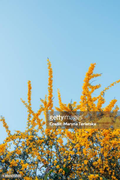 yellow flowers against the blue sky. floral background. the symbol of the ukrainian flag is yellow-blue. world. freedom. ukrainian concept. - vlag planten stockfoto's en -beelden