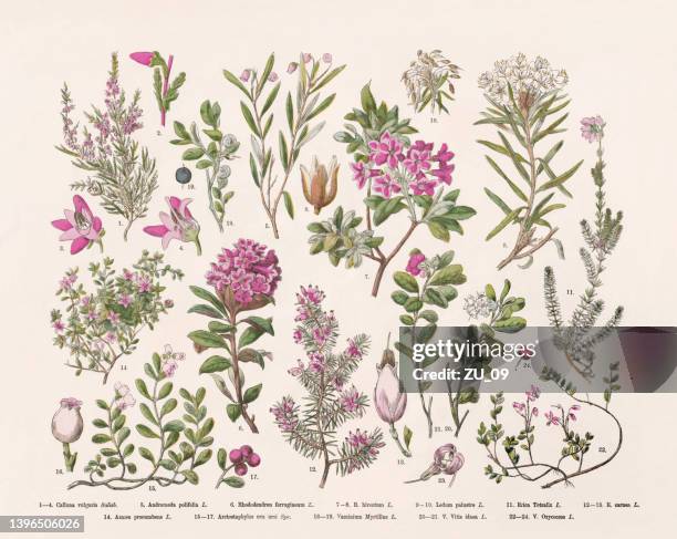 ilustraciones, imágenes clip art, dibujos animados e iconos de stock de plantas con flores (angiospermas, ericaceae), grabado en madera coloreado a mano, publicado en 1887 - heather