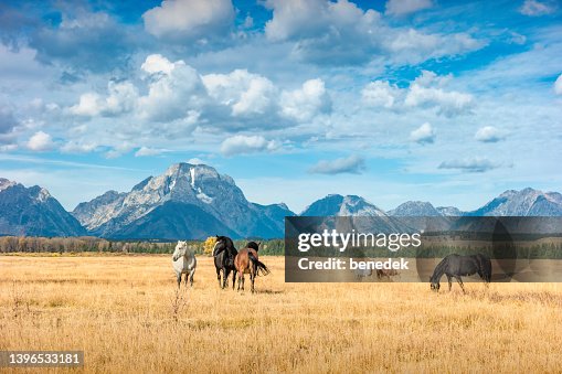 Grand Teton Range Ranch Pferde Wyoming USA Grand Teton Range Ranch Pferde Wyoming USA