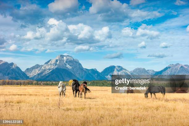 grand teton range ranch pferde wyoming usa - rocky mountains wyoming stock-fotos und bilder