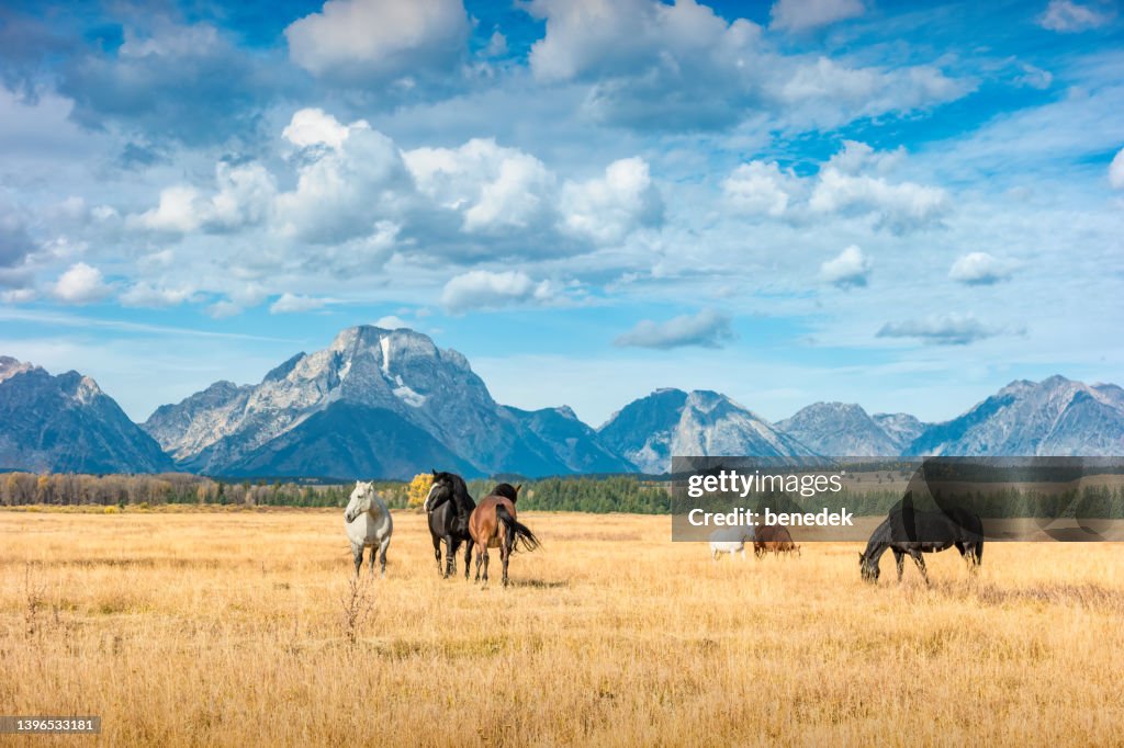 Grand Teton Range Ranch Cavalli Wyoming Stati Uniti