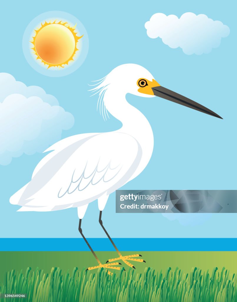 Snowy Egret and lake