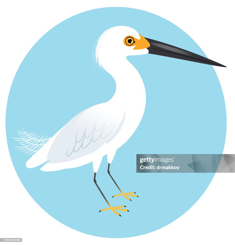 Garça-branca-americana (Egretta thula)