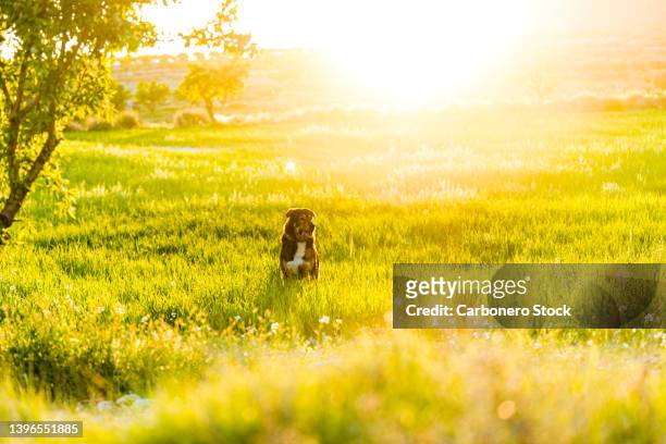 a dog sitting on a field outdoors during sunset - smiling brown dog stock pictures, royalty-free photos & images