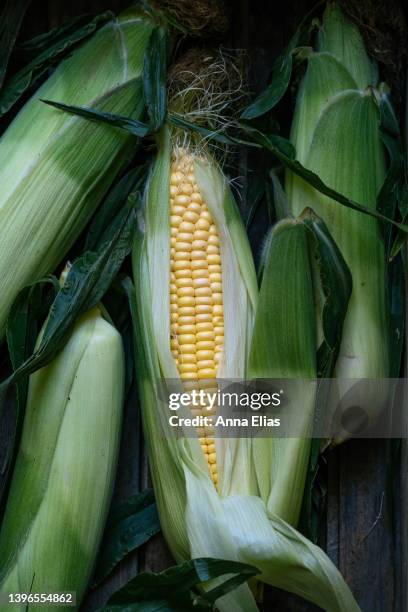 corn - sweetcorn stock pictures, royalty-free photos & images