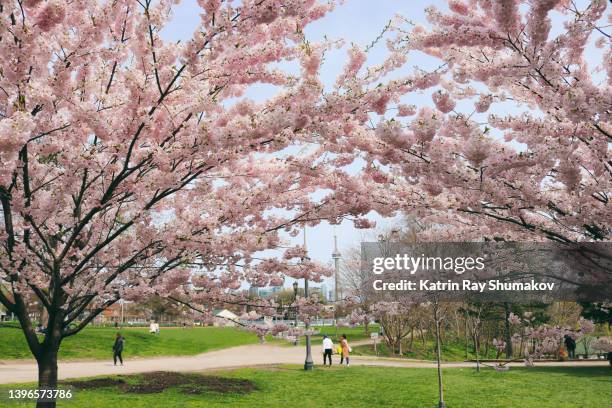 pink delights of blooming sakura in toronto - toronto stockfoto's en -beelden