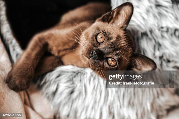 süßes braunes burmesisches kätzchen, das in die kamera schaut - burmese cat stock-fotos und bilder