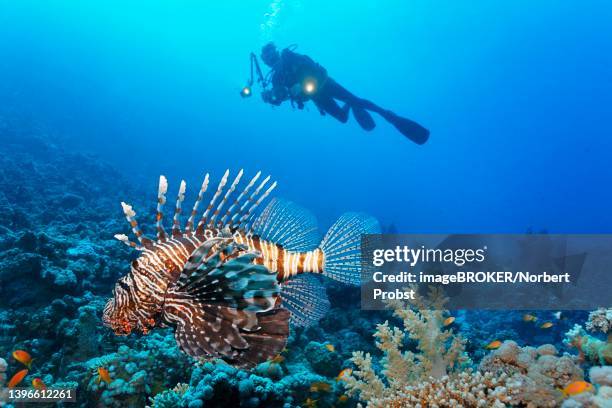 diver, underwater photographer observes common lionfish (pterois miles), st. johns, red sea, egypt - lionfish stock pictures, royalty-free photos & images