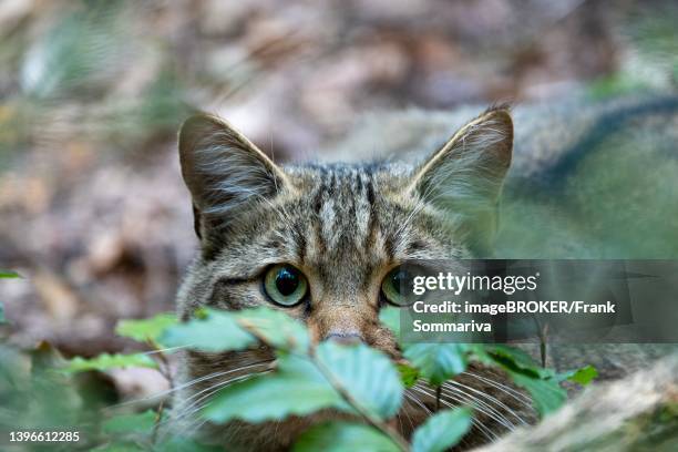 european wildcat (felis silvestris), hiding in undergrowth, looking attentively, captive, bavaria, germany - europäische wildkatze stock-fotos und bilder