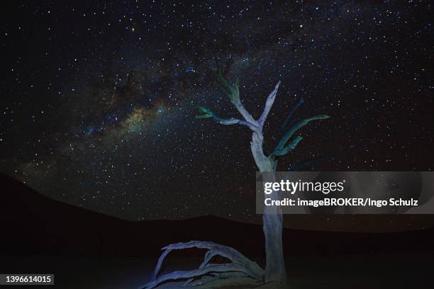 kameldornbaeume, auch kameldorn oder kameldornakazie (acacia erioloba) bei nach mit milchstrasse und sternenhimmel, namib naukluft nationalpark, deadvlei, dead vlei, sossusvlei, namibia - namibia sternenhimmel stock pictures, royalty-free photos & images