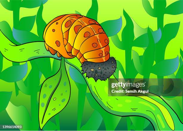 ladybug cocoon, insect stage, biological process vector illustration - spring leaf close up stock illustrations