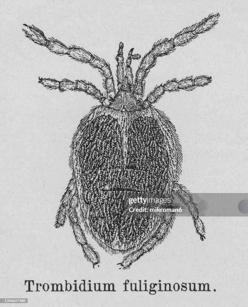 Old engraved illustration of Trombidiidae - red velvet mites, true velvet mites, or rain bug (Trombidium fuliginosum)