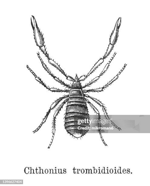 old engraved illustration of pseudoscorpion (chthonius trombidiodes) - pseudoscorpion stock pictures, royalty-free photos & images