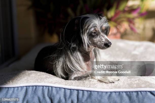 chinese crested dog - cão chinês de crista imagens e fotografias de stock