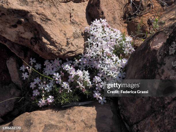 spreading phlox (phlox diffusa) flowering in the arizona desert - phlox stock-fotos und bilder