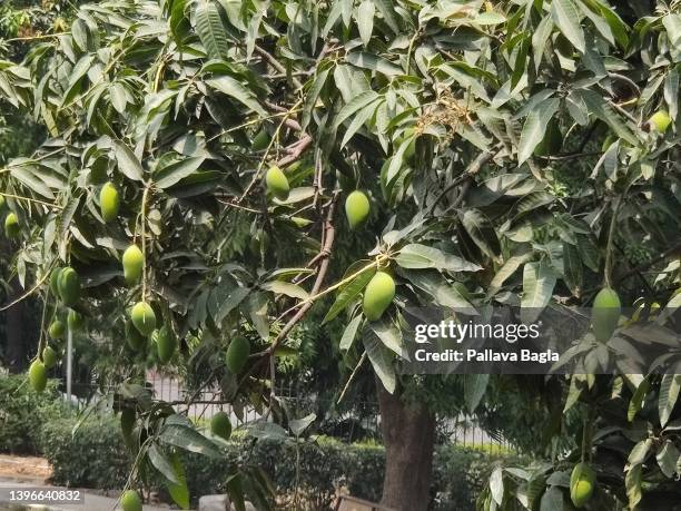 tree laden with raw mango fruits. - mango tree stock pictures, royalty-free photos & images