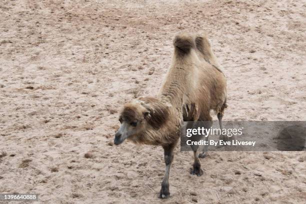 bactrian camel - corcunda imagens e fotografias de stock