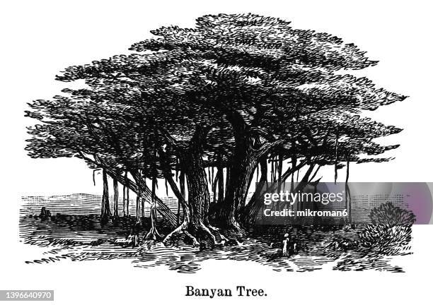 old engraved illustration of banyan, banian tree - banyan tree stock-fotos und bilder