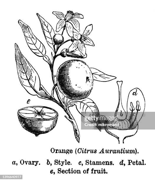 old engraved illustration of botany - bitter orange, seville orange (citrus aurantium) - citrus blossom stock-fotos und bilder