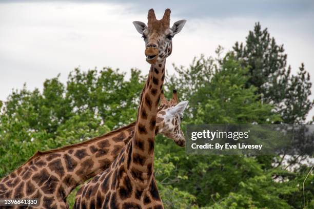 northern giraffes - long neck animals fotografías e imágenes de stock