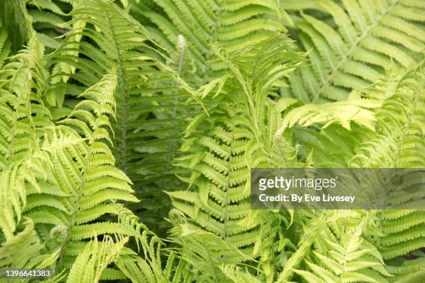matteuccia struthiopteris 'the king' ostrich fern - fiddlehead stock pictures, royalty-free photos & images