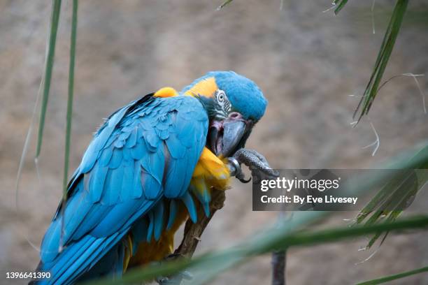 blue throated macaw - gold and blue macaw stock pictures, royalty-free photos & images