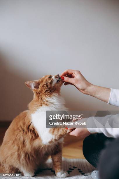 a woman feeding a cat - cat food stock pictures, royalty-free photos & images