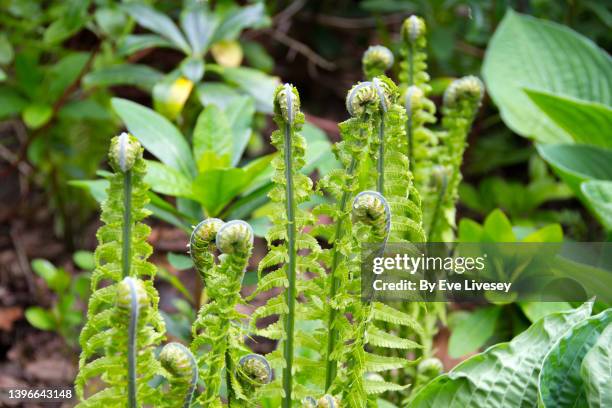 ostrich ferns - piume di struzzo foto e immagini stock