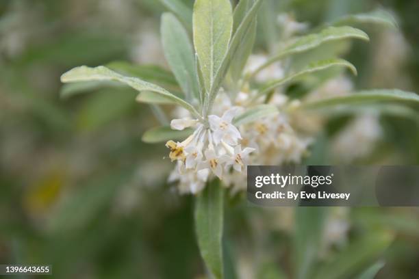 elaeagnus umbellata flowers - elaeagnus stock pictures, royalty-free photos & images